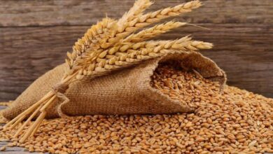 गेहूं MSP बढ़ा, Wheat MSP Hike 2026, गेहूं समर्थन मूल्य 2026, Urai Wheat Procurement News, UP Rabi MSP News, गेहूं खरीद केंद्र उत्तर प्रदेश, Wheat Procurement Uttar Pradesh, MSP News Hindi, Farmer News UP, Rabi Crop MSP Update,गेहूं खरीद 2026, Wheat Procurement Centre UP, किसान गेहूं MSP, Farmer Wheat MSP Image, गेहूं समर्थन मूल्य फोटो, Wheat MSP Farmer India,#गेहूंMSP, #WheatMSP2026, #किसानखबर, #UraiNews, #UPAgriculture, #RabiMSP, #FarmerNewsIndia, #GovindUpadhyay, #WheatProcurementUP,