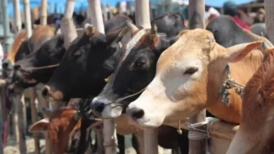 UP cow slaughter action news, उत्तर प्रदेश गोकशी कार्रवाई, Yogi Adityanath cow slaughter crackdown, UP govadh nivaran law news, Uttar Pradesh cow smuggling crackdown, UP police action cow smuggling, योगी सरकार जीरो टॉलरेंस नीति, cow smuggling arrest UP news, Uttar Pradesh law and order news, Lucknow state government action news, UP gangster act action cow smuggling,गोकशी कार्रवाई यूपी फोटो, UP cow slaughter crackdown images, योगी सरकार पुलिस कार्रवाई फोटो, Yogi government police action images, अवैध पशु वध कार्रवाई फोटो, illegal slaughterhouse action UP photos, गोतस्करी गिरफ्तारी फोटो, cow smuggling arrest visuals UP, पुलिस छापेमारी फोटो उत्तर प्रदेश, Uttar Pradesh police raid images,#YogiAdityanath, #CowSlaughterCrackdown, #UPPoliceAction, #GovadhNivaranLaw, #CowSmuggling, #UttarPradeshNews, #LawAndOrderUP, #GangsterActAction, #NSAActionUP, #LucknowNews,