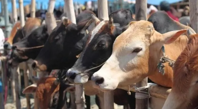 UP cow slaughter action news, उत्तर प्रदेश गोकशी कार्रवाई, Yogi Adityanath cow slaughter crackdown, UP govadh nivaran law news, Uttar Pradesh cow smuggling crackdown, UP police action cow smuggling, योगी सरकार जीरो टॉलरेंस नीति, cow smuggling arrest UP news, Uttar Pradesh law and order news, Lucknow state government action news, UP gangster act action cow smuggling,गोकशी कार्रवाई यूपी फोटो, UP cow slaughter crackdown images, योगी सरकार पुलिस कार्रवाई फोटो, Yogi government police action images, अवैध पशु वध कार्रवाई फोटो, illegal slaughterhouse action UP photos, गोतस्करी गिरफ्तारी फोटो, cow smuggling arrest visuals UP, पुलिस छापेमारी फोटो उत्तर प्रदेश, Uttar Pradesh police raid images,#YogiAdityanath, #CowSlaughterCrackdown, #UPPoliceAction, #GovadhNivaranLaw, #CowSmuggling, #UttarPradeshNews, #LawAndOrderUP, #GangsterActAction, #NSAActionUP, #LucknowNews,