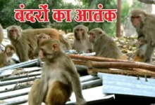 up monkey menace news 2026 wildlife institute dehradun survey, uttar pradesh monkey control plan vanar van yojana, allahabad high court monkey issue order up forest department, mathura ghaziabad monkey problem news india, up forest department monkey sterilization plan, #UPNews, #MonkeyMenace, #WildlifeIndia, #ForestDepartment, #Environment,
