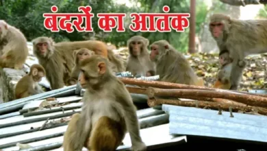 up monkey menace news 2026 wildlife institute dehradun survey, uttar pradesh monkey control plan vanar van yojana, allahabad high court monkey issue order up forest department, mathura ghaziabad monkey problem news india, up forest department monkey sterilization plan, #UPNews, #MonkeyMenace, #WildlifeIndia, #ForestDepartment, #Environment,