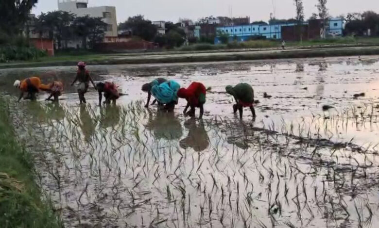 सुपर अल नीनो, सुपर अल नीनो यूपी, उत्तर प्रदेश कृषि समाचार, धान की खेती, मक्का की खेती, खरीफ फसल, सूखे का खतरा, कृषि विभाग एडवाइजरी, गोरखपुर कृषि समाचार, मानसून अपडेट, डीएसआर तकनीक, धान की सीधी बुआई, प्रधानमंत्री फसल बीमा योजना, किसान क्रेडिट कार्ड, ड्रिप सिंचाई, स्प्रिंकलर सिंचाई, पूर्वांचल मानसून, जिला कृषि अधिकारी डॉ. राजमंगल चौधरी, मौसम वैज्ञानिक कैलाश पांडेय,Super El Niño, Super El Niño UP, Uttar Pradesh Agriculture News, Paddy Farming, Maize Farming, Kharif Crop, Drought Alert, Agriculture Advisory, Gorakhpur News, Monsoon Update, Direct Seeded Rice DSR, PM Fasal Bima Yojana, Kisan Credit Card, Drip Irrigation, Sprinkler Irrigation, Eastern UP Monsoon, Rajmangal Chaudhary, Kailash Pandey,