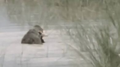 Bahraich Crocodile Attack, Ghaghra River News, Bahraich Child Attack, Crocodile Attack in UP, Bahraich Breaking News Today, Ghaghra River Accident, Saryu River Crocodile, Bahraich Forest Department, Uttar Pradesh Wildlife News, Crocodile Video Viral,#Bahraich #CrocodileAttack #GhaghraRiver #SaryuRiver #BahraichNews #UttarPradesh #BreakingNews #Wildlife #ForestDepartment #RiverSafety #UPNews #ChildSafety #Nature #IndiaNews #GoogleDiscover.Bahraich, Ghaghra River, Saryu River, Crocodile, Child, Forest Department, Police, Bondi, River Accident, Uttar Pradesh,बहराइच, घाघरा नदी, सरयू नदी, मगरमच्छ, बच्चा, वन विभाग, पुलिस, बौंडी थाना, नदी हादसा, उत्तर प्रदेश,Bahraich Crocodile Attack, Ghaghra River Crocodile, Saryu River News, Bahraich News Today, Crocodile Attack Uttar Pradesh, Bahraich Breaking News, Crocodile Attack on Child, Wildlife News India, Bondi Police Station, Uttar Pradesh News,बहराइच मगरमच्छ हमला, घाघरा नदी हादसा, सरयू नदी मगरमच्छ, बहराइच समाचार, मगरमच्छ ने बच्चे को खींचा, घाघरा नदी न्यूज, उत्तर प्रदेश हादसा, बहराइच ब्रेकिंग न्यूज, वन विभाग बहराइच, बौंडी थाना, मगरमच्छ हमला,