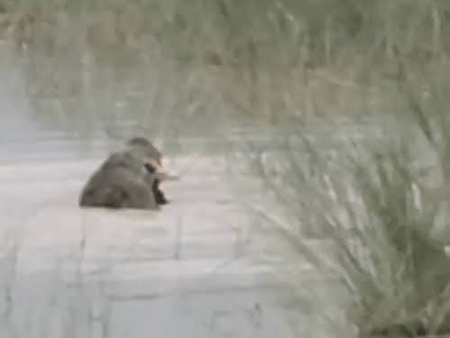Bahraich Crocodile Attack, Ghaghra River News, Bahraich Child Attack, Crocodile Attack in UP, Bahraich Breaking News Today, Ghaghra River Accident, Saryu River Crocodile, Bahraich Forest Department, Uttar Pradesh Wildlife News, Crocodile Video Viral,#Bahraich #CrocodileAttack #GhaghraRiver #SaryuRiver #BahraichNews #UttarPradesh #BreakingNews #Wildlife #ForestDepartment #RiverSafety #UPNews #ChildSafety #Nature #IndiaNews #GoogleDiscover.Bahraich, Ghaghra River, Saryu River, Crocodile, Child, Forest Department, Police, Bondi, River Accident, Uttar Pradesh,बहराइच, घाघरा नदी, सरयू नदी, मगरमच्छ, बच्चा, वन विभाग, पुलिस, बौंडी थाना, नदी हादसा, उत्तर प्रदेश,Bahraich Crocodile Attack, Ghaghra River Crocodile, Saryu River News, Bahraich News Today, Crocodile Attack Uttar Pradesh, Bahraich Breaking News, Crocodile Attack on Child, Wildlife News India, Bondi Police Station, Uttar Pradesh News,बहराइच मगरमच्छ हमला, घाघरा नदी हादसा, सरयू नदी मगरमच्छ, बहराइच समाचार, मगरमच्छ ने बच्चे को खींचा, घाघरा नदी न्यूज, उत्तर प्रदेश हादसा, बहराइच ब्रेकिंग न्यूज, वन विभाग बहराइच, बौंडी थाना, मगरमच्छ हमला,